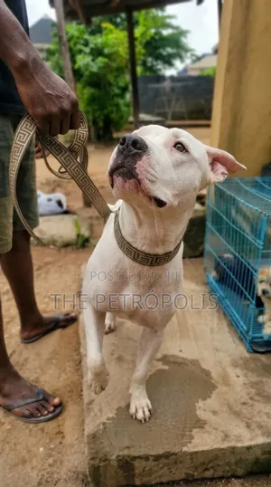 1+ year Male Purebred American Pit Bull Terrier