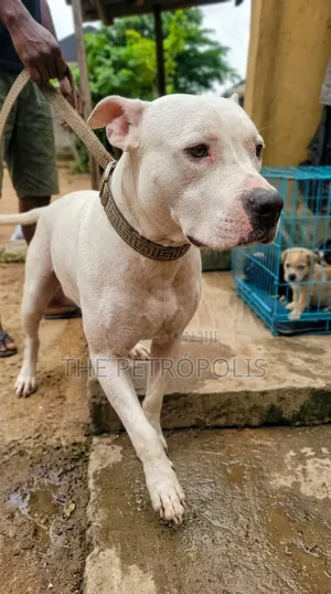 6-12 months Male Purebred American Pit Bull Terrier