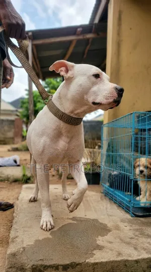1+ year Male Purebred American Pit Bull Terrier