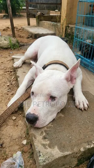 1+ year Male Purebred American Pit Bull Terrier