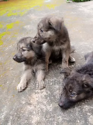 1-3 months Male Purebred German Shepherd