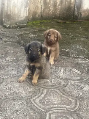 1-3 months Male Purebred German Shepherd