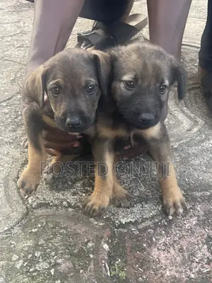 1-3 months Female Purebred German Shepherd