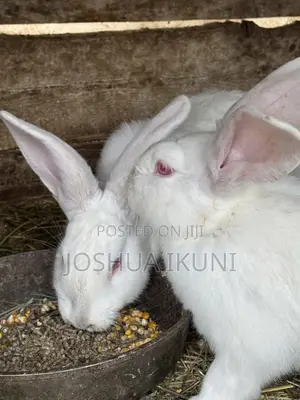 5-Month-Old Rabbits for Sale – ₦13,500 Each