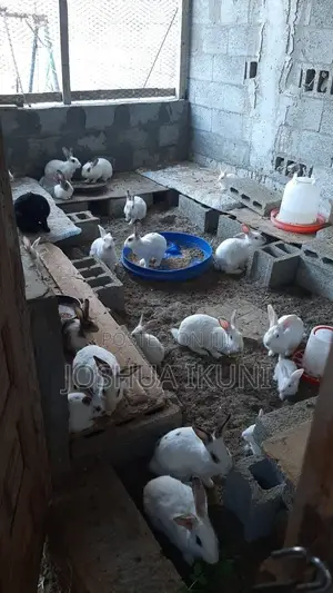 Rabbit Growers for Sale – ₦8,550 Each