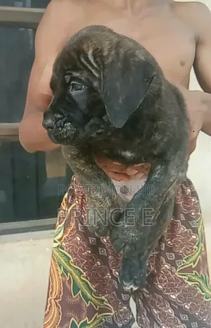 1-3 months Male Purebred Boerboel