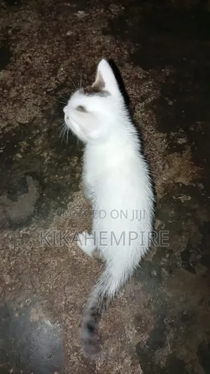 1-3 months Male Mixed Breed Cat