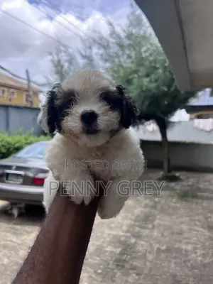 1-3 months Female Mixed Breed Maltipoo