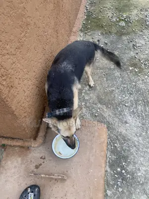 6-12 months Female Purebred German Shepherd