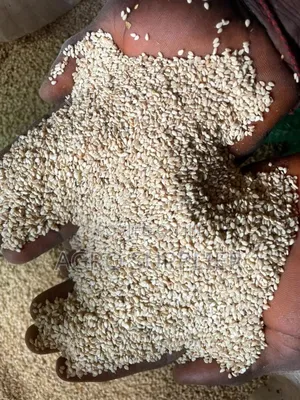 White Sesame Seeds Is Available