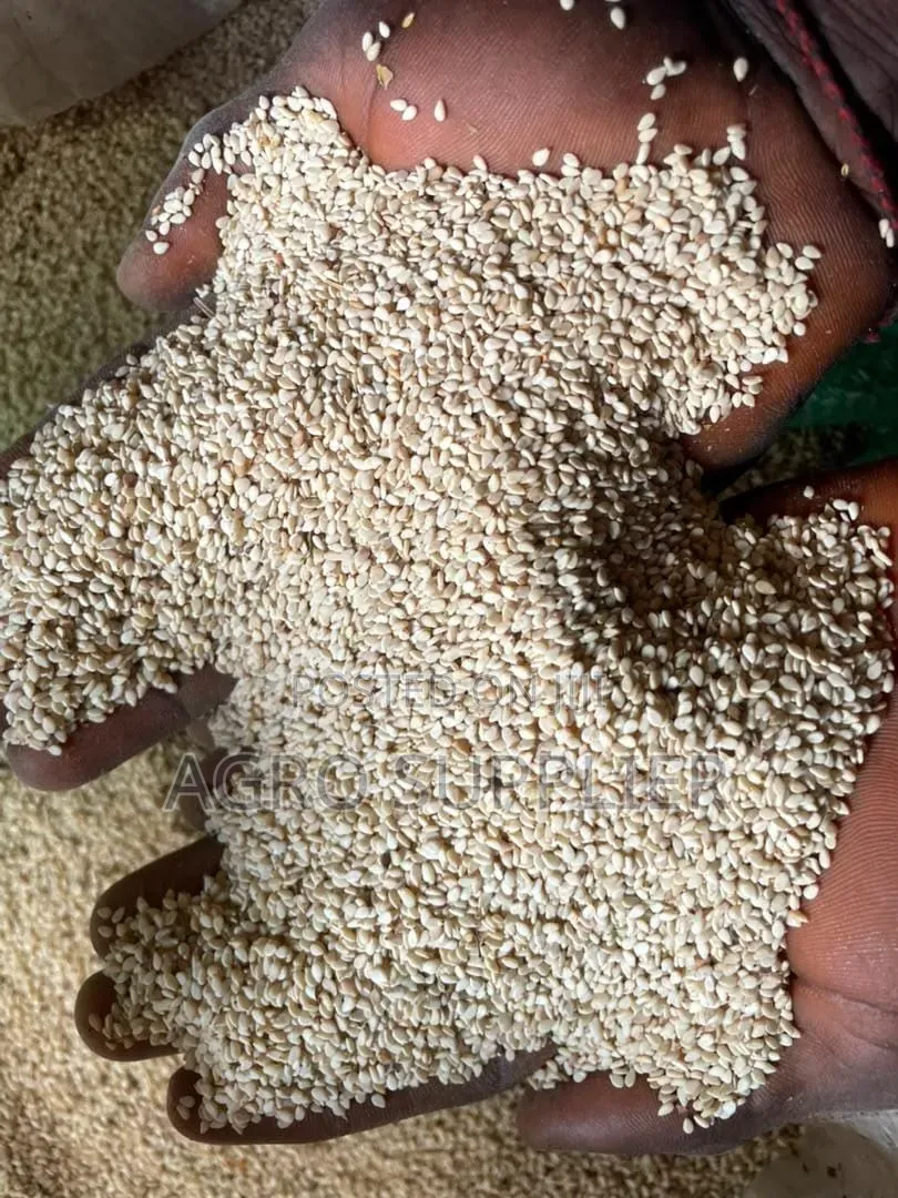 White Sesame Seeds Is Available