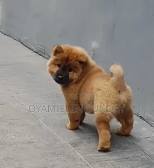 1-3 months Female Purebred Chow Chow