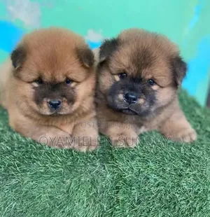 1-3 months Female Purebred Chow Chow