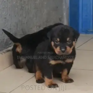 1-3 months Female Purebred Rottweiler