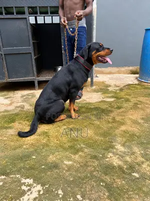 1+ year Female Purebred Rottweiler
