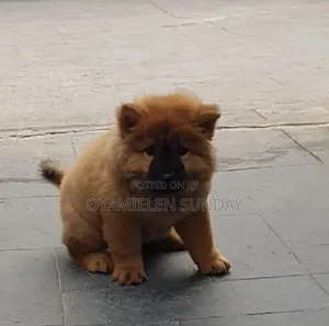 1-3 months Female Purebred Chow Chow