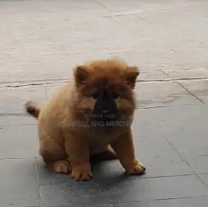 1-3 months Female Purebred Chow Chow