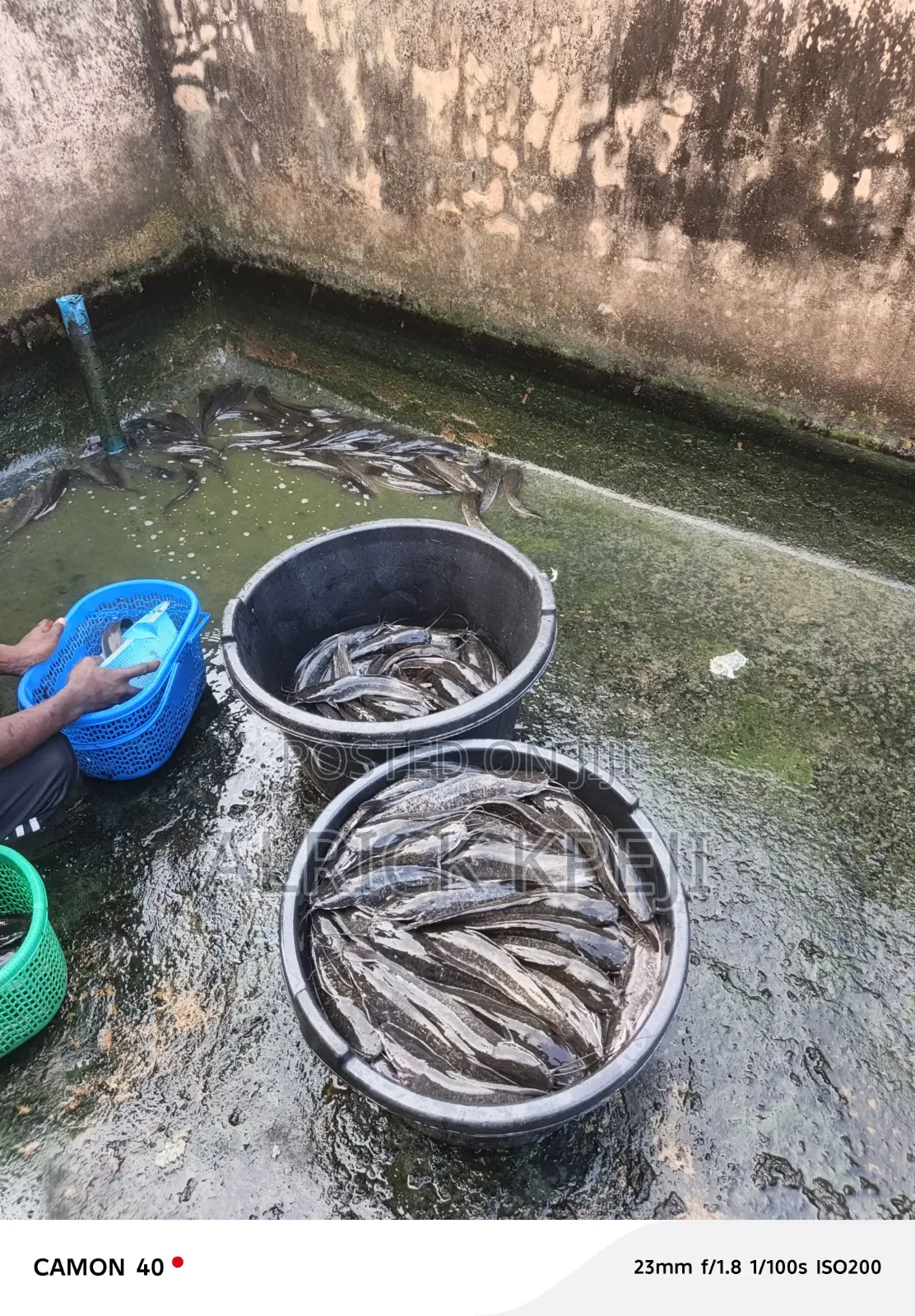 Table Size Catfish Available