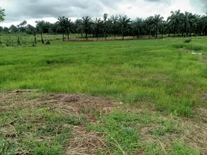 6.5 Plots of Land for Sale Opposite Trademore Estate, Ubani, Umuahia!