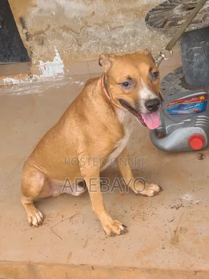 1+ year Male Mixed Breed American Pit Bull Terrier