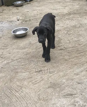 3-6 months Male Purebred Cane Corso