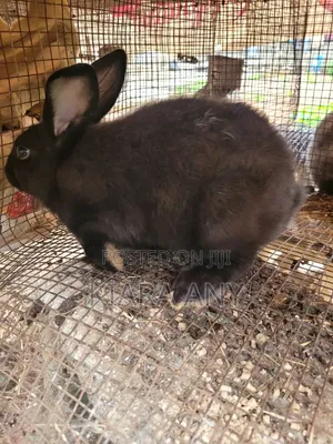 Rabbits for Breading