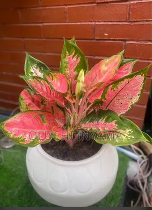 Horticulture