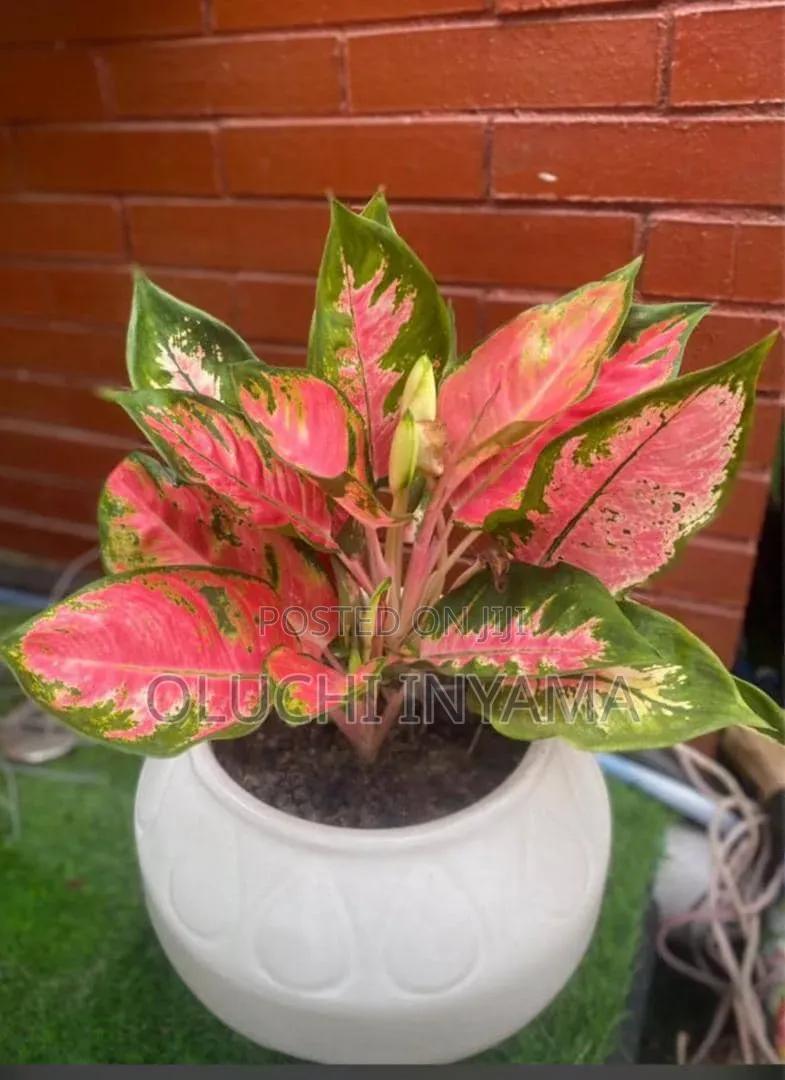 Horticulture