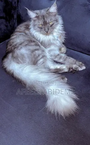 1+ year Male Purebred Maine Coon