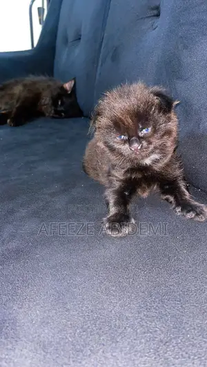 0-1 month Male Purebred Maine Coon