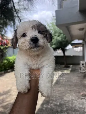1-3 months Male Mixed Breed Maltipoo