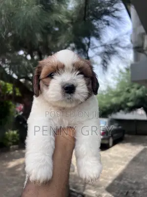 1-3 months Male Purebred Lhasa Apso