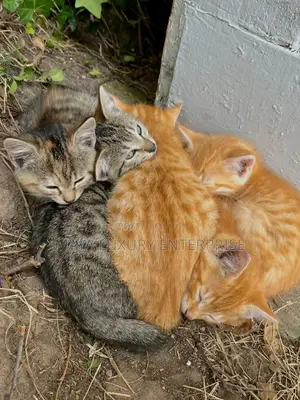 1-3 months Female Purebred Tabby