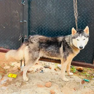 1+ year Male Purebred Siberian Husky