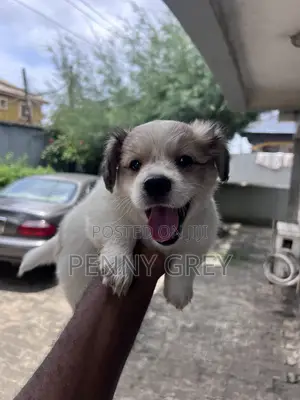 1-3 months Male Purebred Lhasa Apso