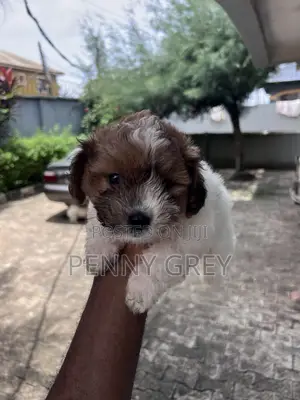 1-3 months Female Mixed Breed Maltipoo