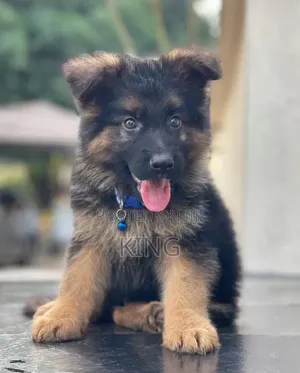1-3 months Male Purebred German Shepherd