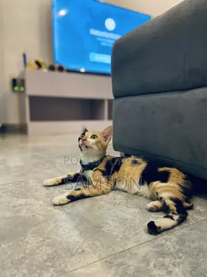 1+ year Female Purebred American Shorthair