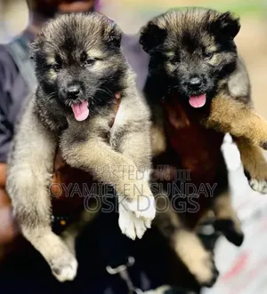 1-3 months Female Purebred Caucasian Shepherd
