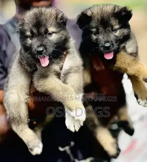 1-3 months Female Purebred Caucasian Shepherd