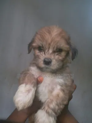 1-3 months Male Purebred Lhasa Apso