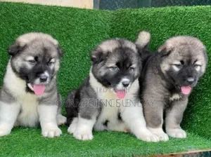 1-3 months Male Purebred Caucasian Shepherd
