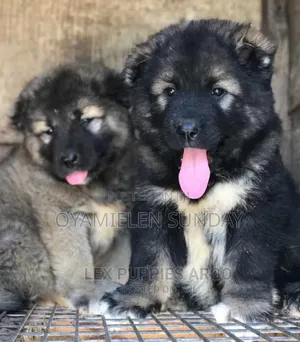 1-3 months Female Purebred Caucasian Shepherd