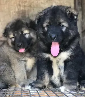 1-3 months Female Purebred Caucasian Shepherd