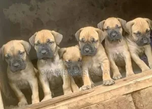 1-3 months Female Purebred Boerboel