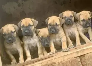 1-3 months Female Purebred Boerboel