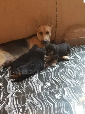 0-1 month Female Purebred German Shepherd