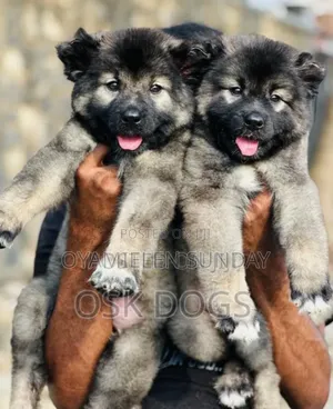 1-3 months Male Purebred Caucasian Shepherd