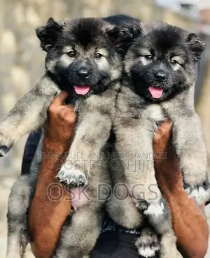 1-3 months Male Purebred Caucasian Shepherd