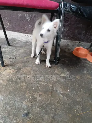 1-3 months Male Purebred American Eskimo